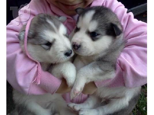 PoulaTo: Husky (Siberian)